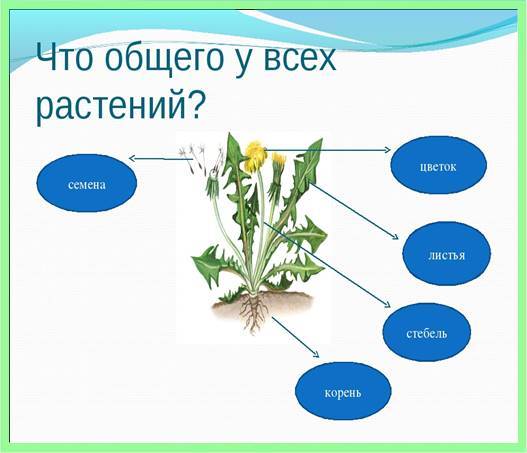 как живут растения презентация 1 класс
