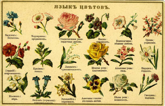 язык цветов значение цветов