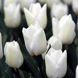 поздравление на 8 марта "Собачка с тюльпанами"