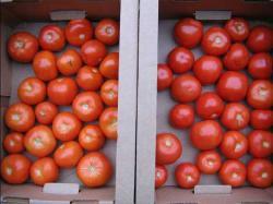 дозаривание томатов