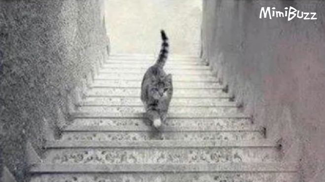 кошка спускается по лестнице