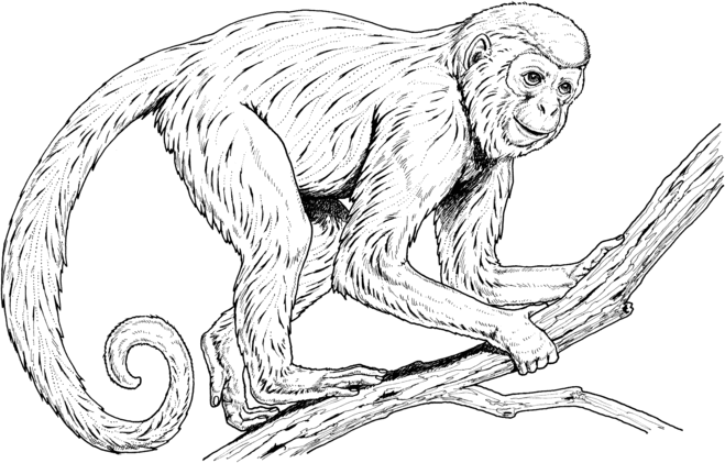 обезьяна рисунок
