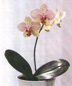 пропадает орхидея