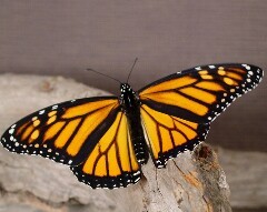 бабочка данаида монарх