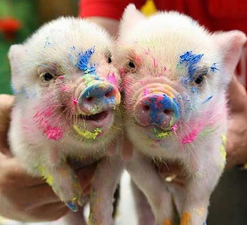 фото со свиньями