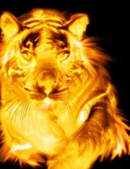 огненный тигр