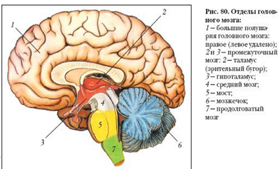 мозг человека анатомия