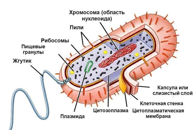 Таблица болезни человека вызываемые бактериями 5 класс