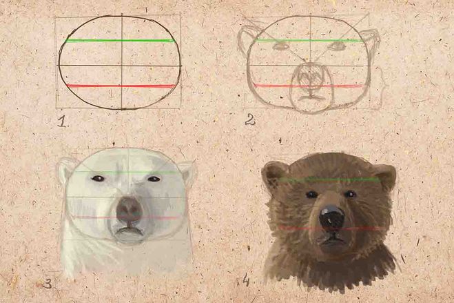 как нарисовать голову медведя, как нарисовать медведя карандашом. как нарисовать медведя поэтапно, подборка для сайта Большой вопрос. ру