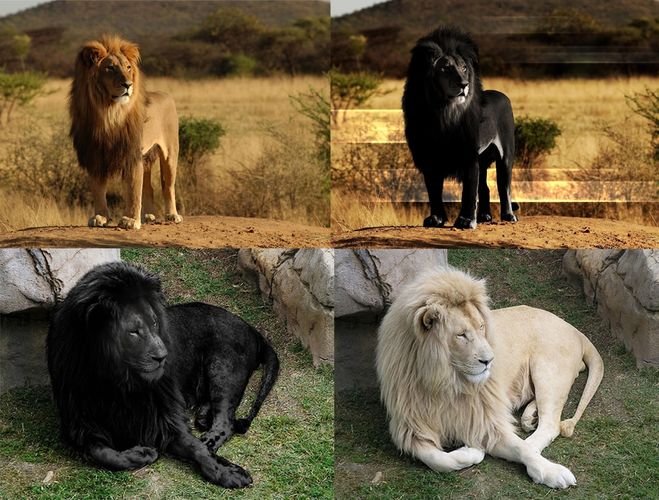 существует ли черный лев
