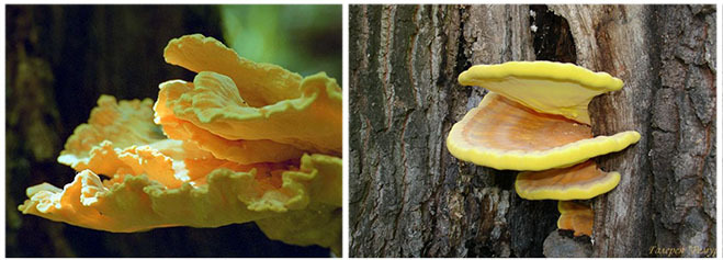 гриб-трутовик - "грибы лимонного цвета"