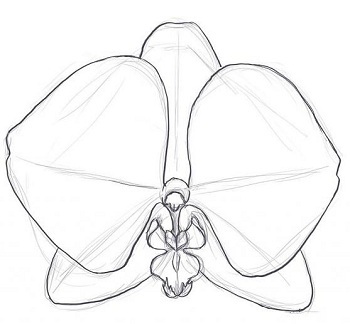 нарисовать орхидею карандашом поэтапно мастер-класс