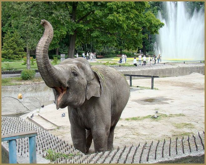 Калининград зоопарк
