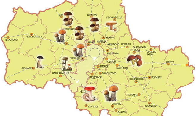 Где грибные места в Курске? Где собирать грибы в Курской области?