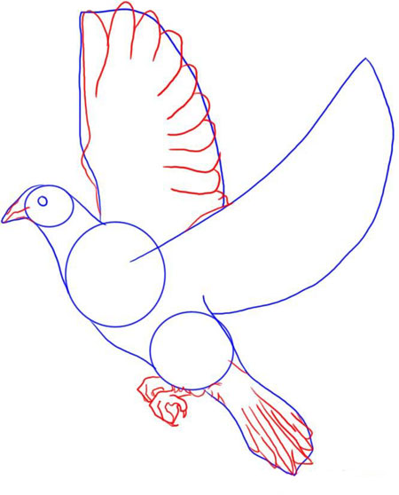 Детализируем рисунок и прорисовываем крылья, хвост и клюв.