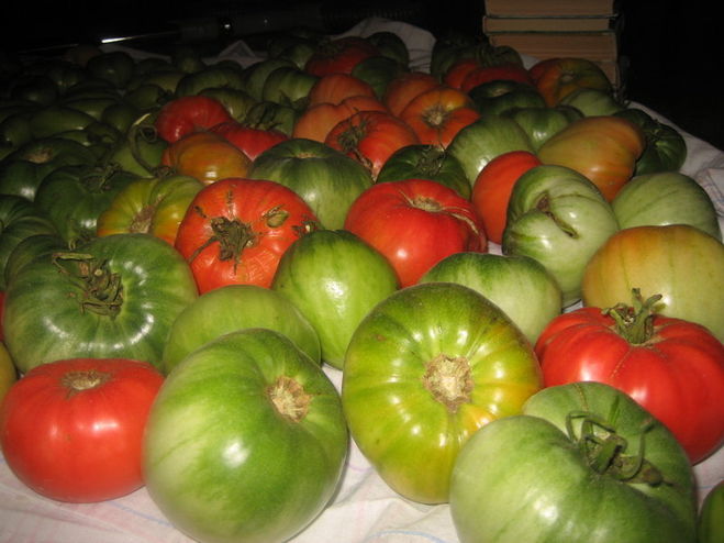 Можно ли солить зеленые помидоры с красными