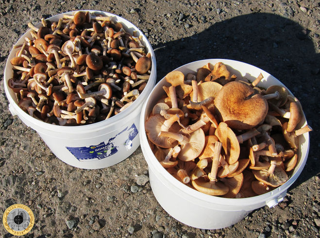Летние и осенние грибы