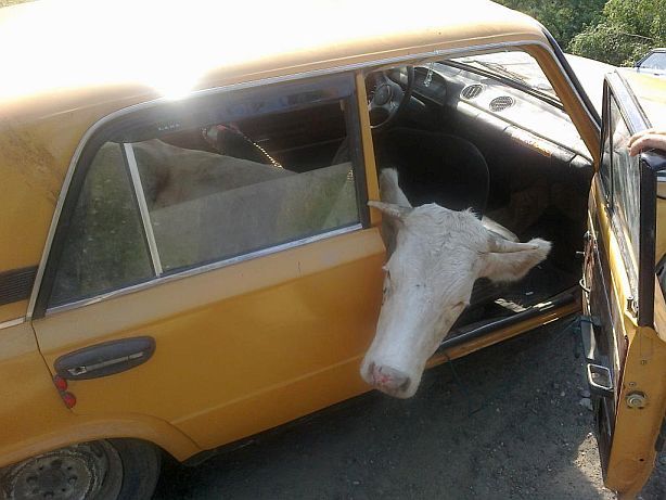 Какие общие свойства есть у автомобиля и коровы