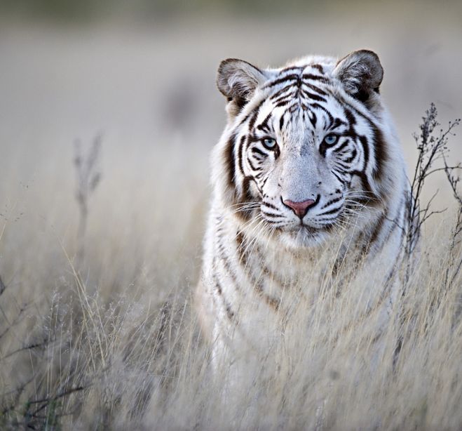 белый тигр