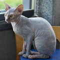 Порода кошки которая была выведена случайно имея яркий окрас шерсти
