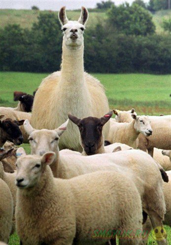 Ламы защищают овец от койотов.