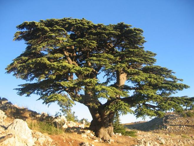 Ливанский кедр живёт 3000 лет!
