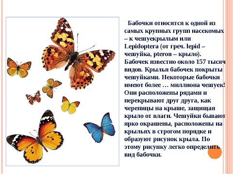 Доклад о бабочках