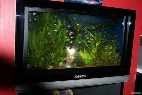 аквариум в плазменном телевизоре