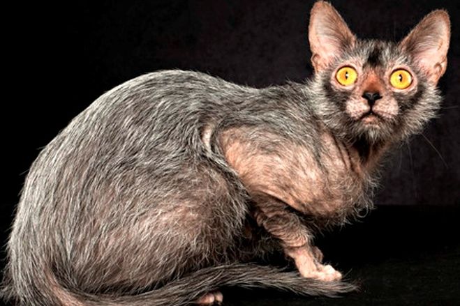Порода кошек которая была выведена случайно и имеет яркий окрас шерсти