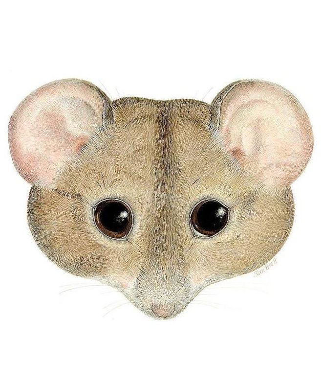 как сделать маску мышки