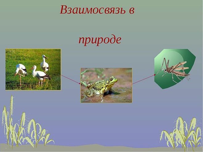 картинка 1-2 модели связей в природе