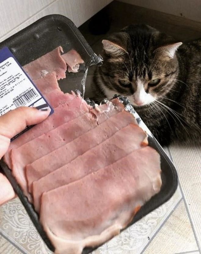 Чует кошка чье мясо съела из какого произведения