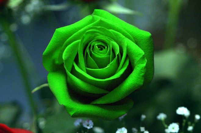 Зеленая роза