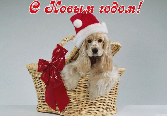 новогодние открытки с собаками