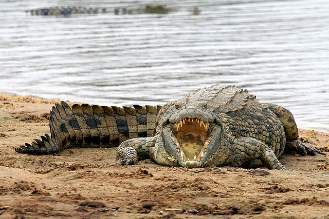 Крокодил.